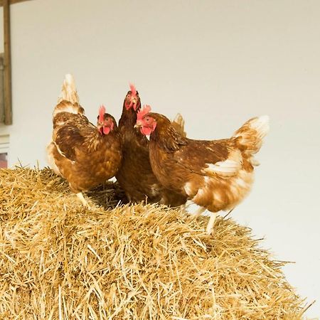 Ferienwohnung Murg Niederhof Exteriér fotografie