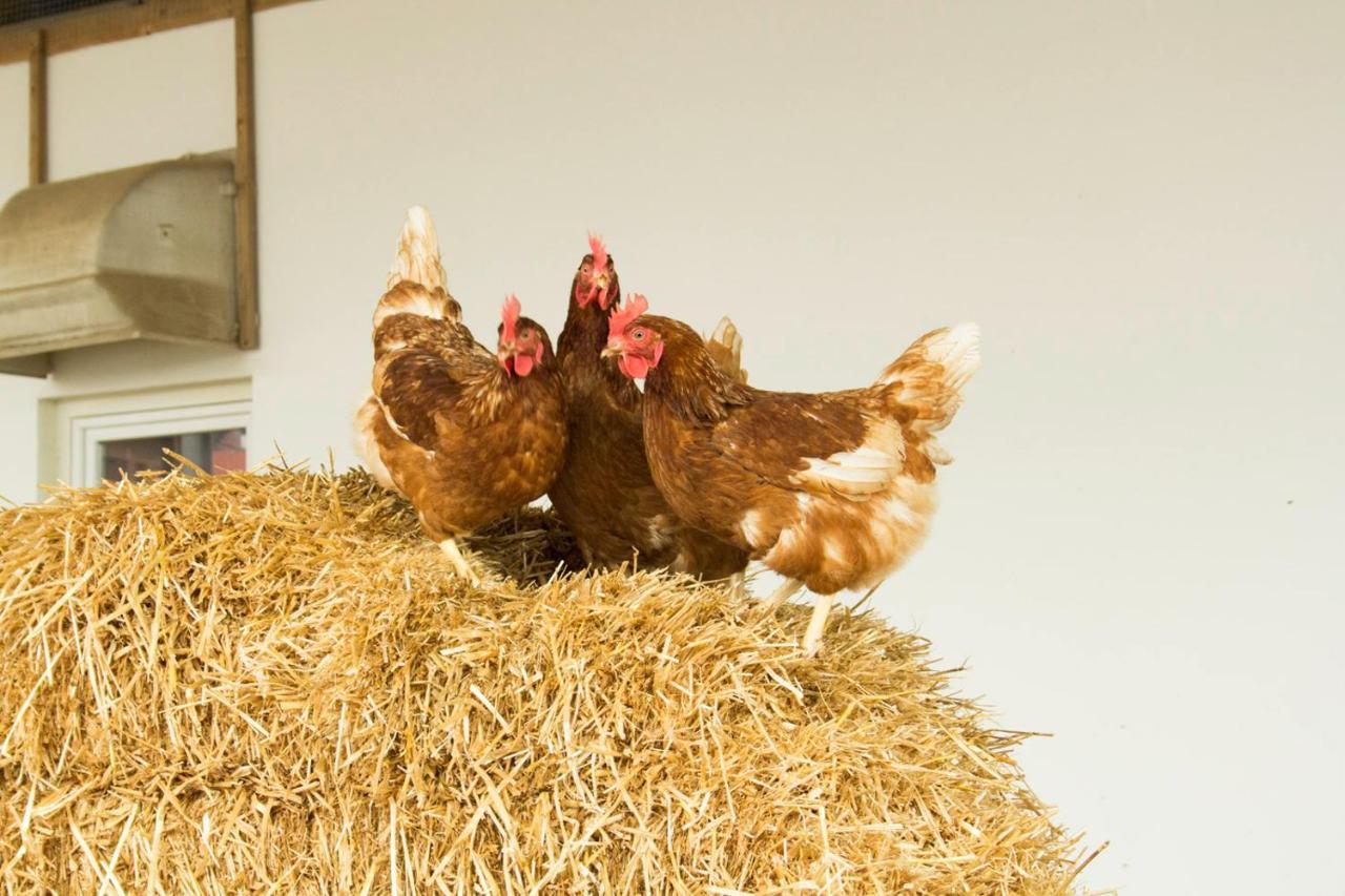 Ferienwohnung Murg Niederhof Exteriér fotografie